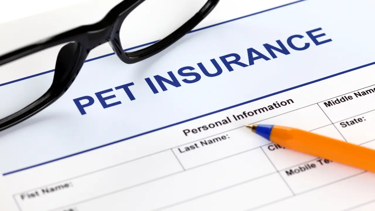 pet insurance