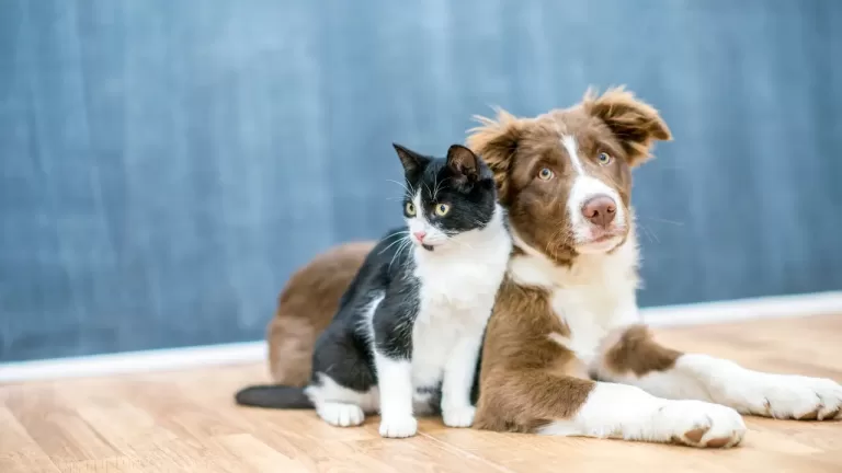 Quotes About Pet: Celebrating Our Furry Friends