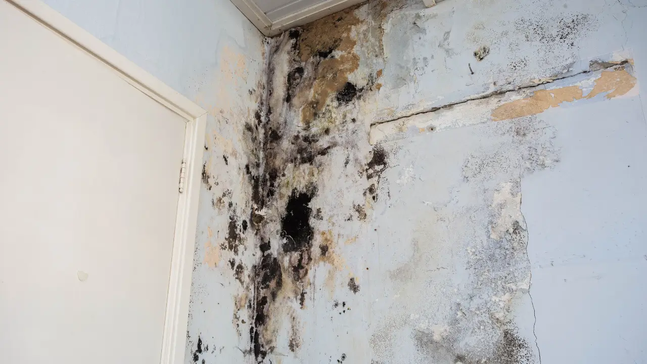 Water Damage on Wall